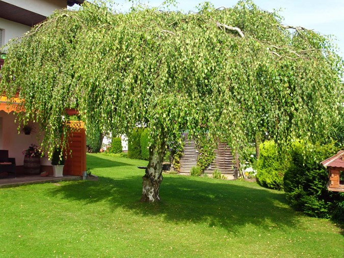 photo/Garten-8 - kopie.JPG